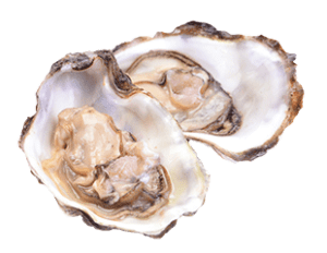 Two oysters are sitting on a green background.